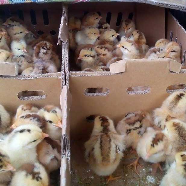 Bán gà mía lai giống chuẩn giá rẻ