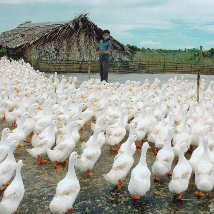 Bán vịt siêu thịt ( vịt supper ) giống chuẩn giá rẻ