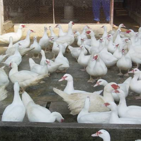 Bán ngan pháp R71 SL ( ngan pháp mới ) giống chuẩn giá rẻ