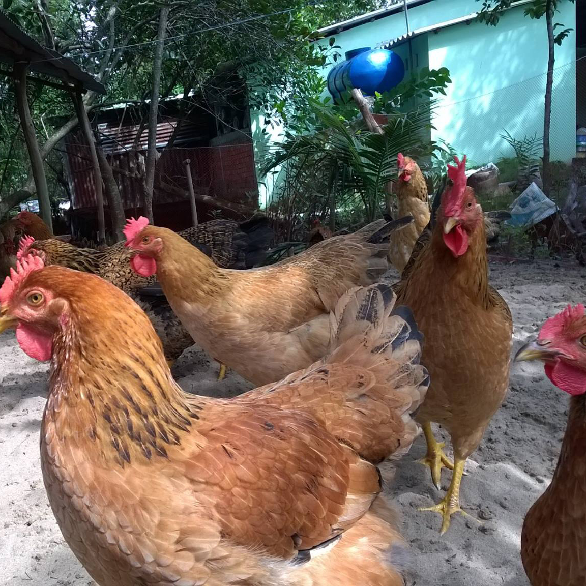 Bán gà tàu vàng giống chuẩn giá rẻ