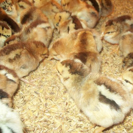 Bán gà siêu trứng VBT giống chuẩn giá rẻ