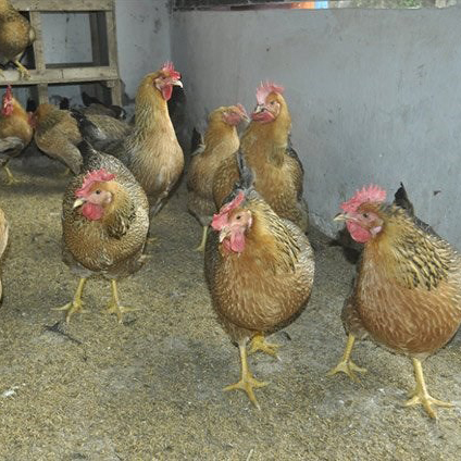Bán gà siêu trứng VBT giống chuẩn giá rẻ