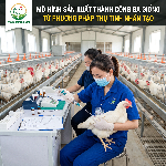 Mô hình sản xuất thành công gà giống từ phương pháp thụ tinh nhân tạo
