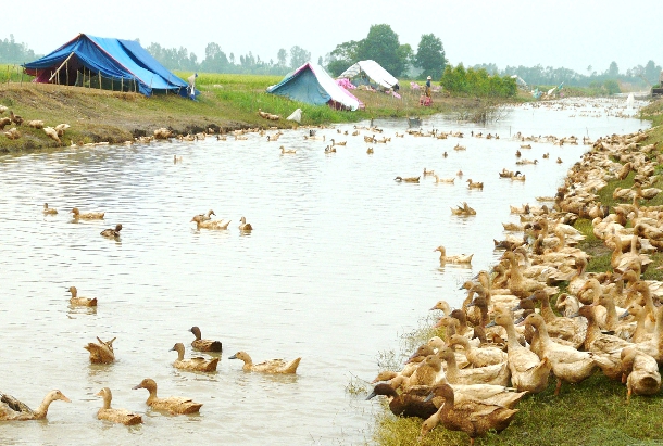 Hướng dẫn chăn nuôi vịt thả đồng