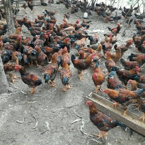 Bán gà hồ lai giống chuẩn giá rẻ