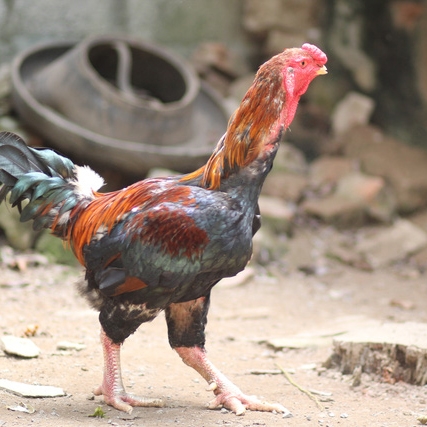 Bán gà móng thuần chủng giống chuẩn giá rẻ